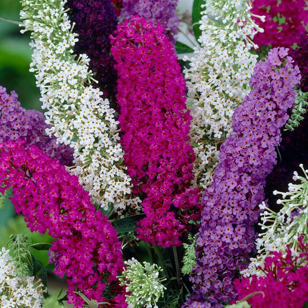 Mixed Colour Buddleia Flower Seeds for Planting Heirloom, Non-GMO, High Germination Garden Seeds