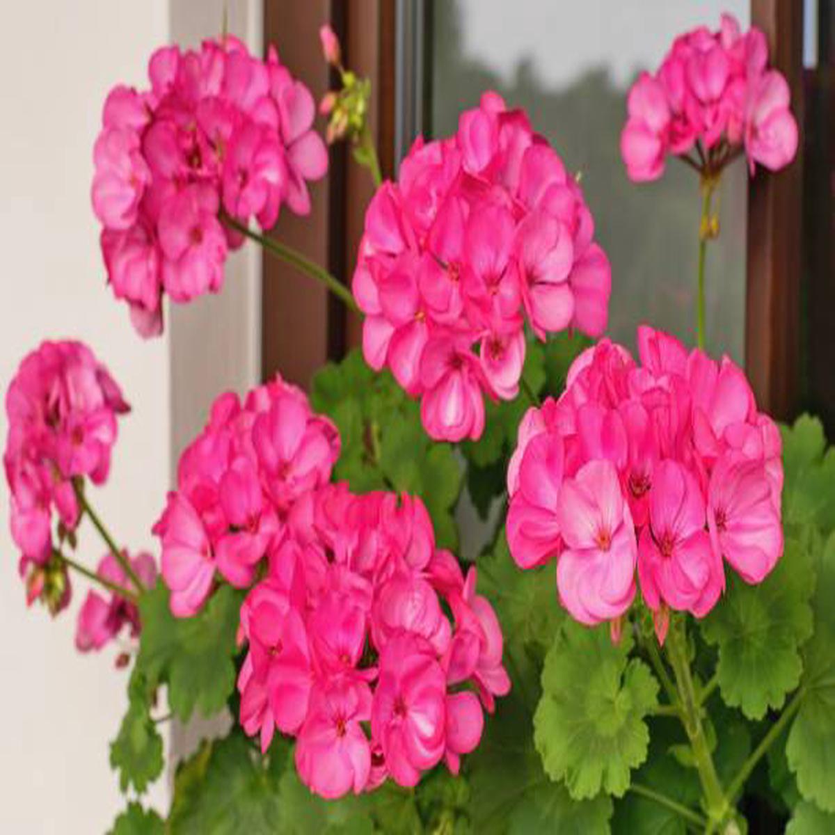 Pink Geranium Pelargonium Flower Seeds for Planting Heirloom, Non-GMO, Easy to Grow, High Germination