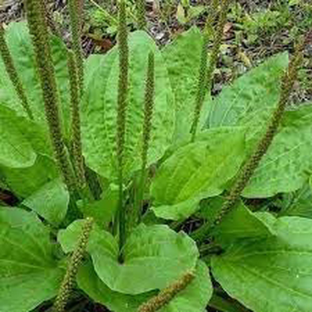 Plantain Herb Seeds Heirloom, Non-GMO Seeds for High Productivity Garden Planting