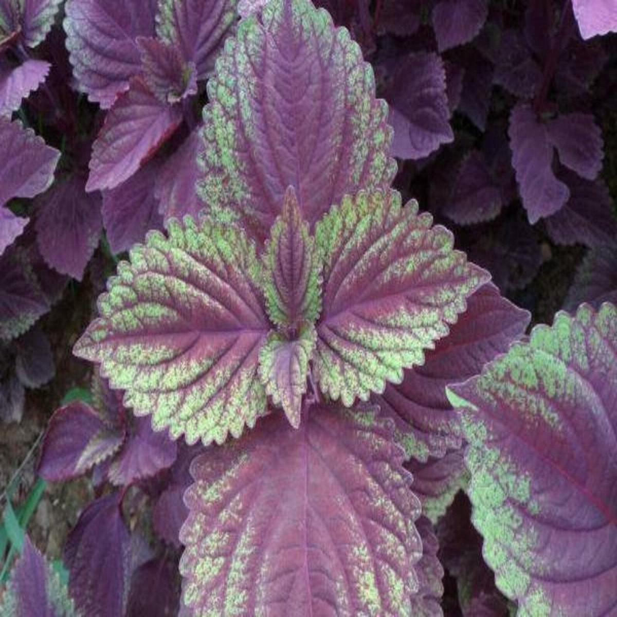 Purple Green Shiso Herb Seeds for Planting Heirloom, Non-GMO, Organic Garden Seeds with High Germination