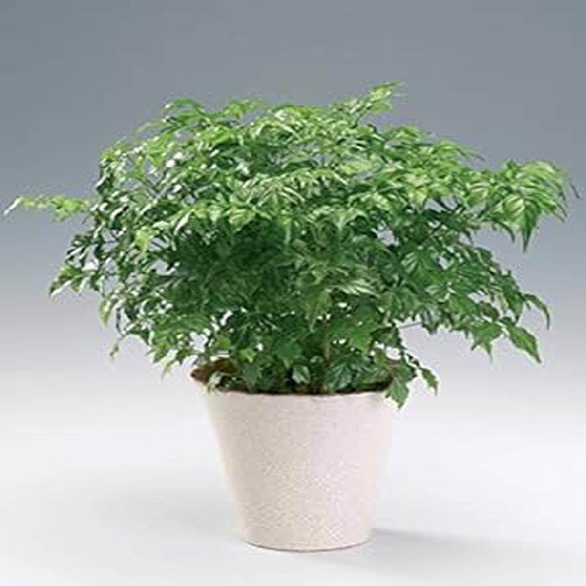 Radermachera Sinica Plant Herb seeds for Planting - Chef Recommended, Heirloom GMO Free Seeds for Garden 100pcs