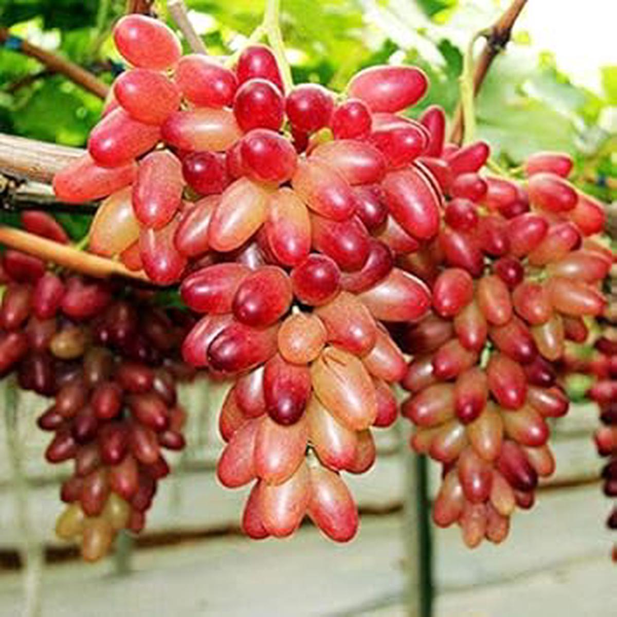 Red Grape fruit seeds for planting - Heirloom & Non-GMO sweet garden vineyard seeds