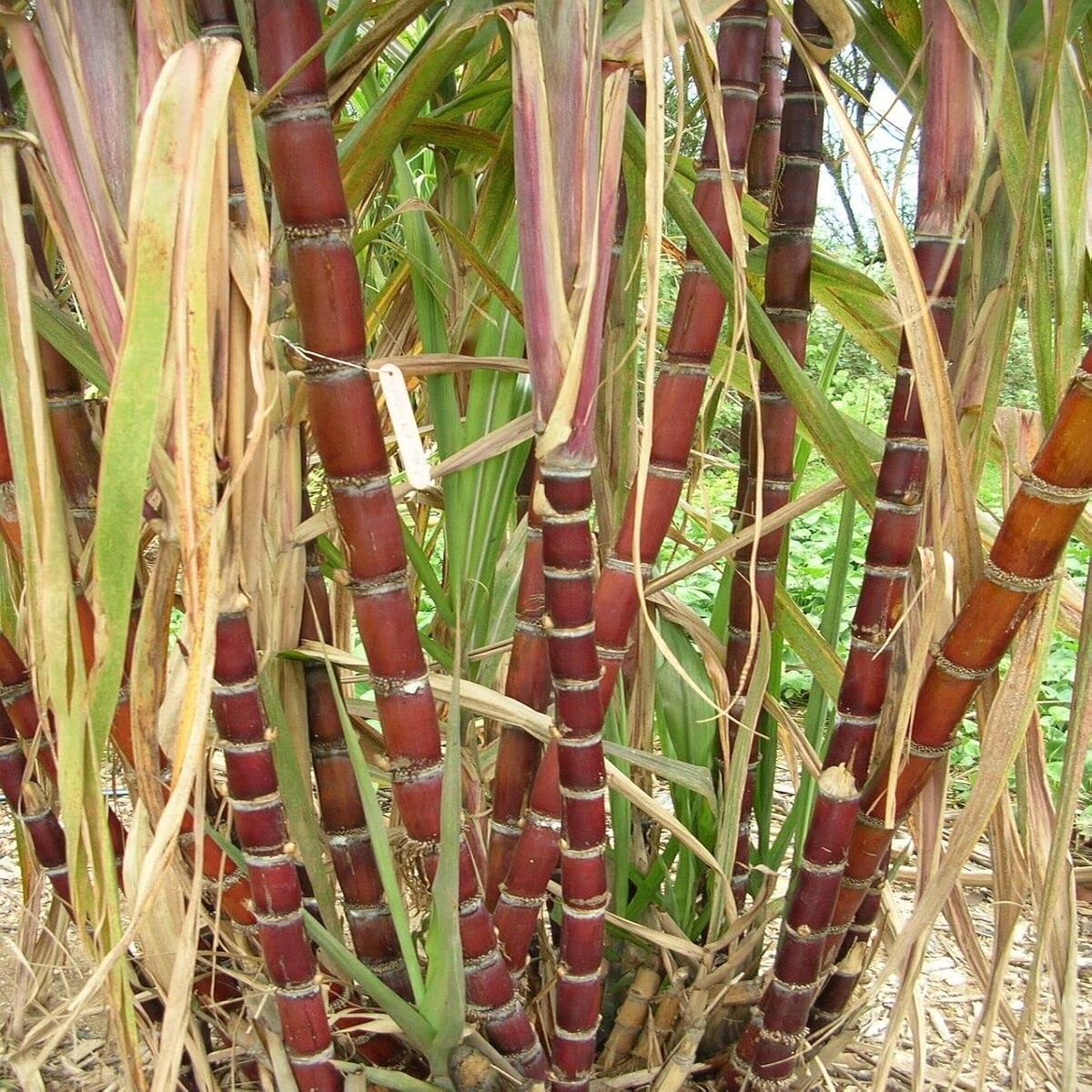 Sugarcane plant seeds for planting - Heirloom & Non-GMO Garden seeds, sweet cane stalks for easy growing