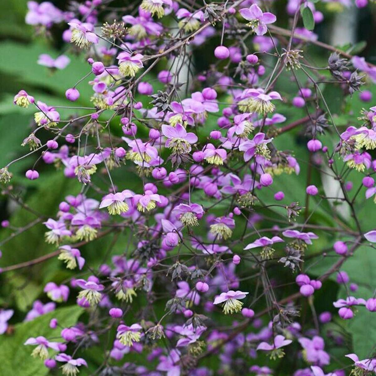 Thalictrum Flower Seeds for Planting Heirloom, Non-GMO, Premium Quality Garden Seeds