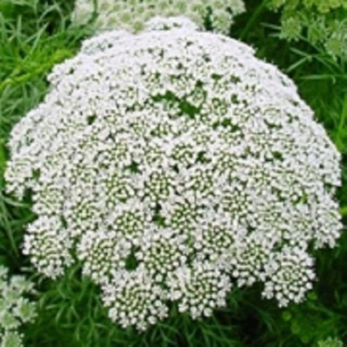 White Lace Flower Seeds for Planting Heirloom, Non-GMO, High Germination Organic Garden Seeds for Elegant Blooms