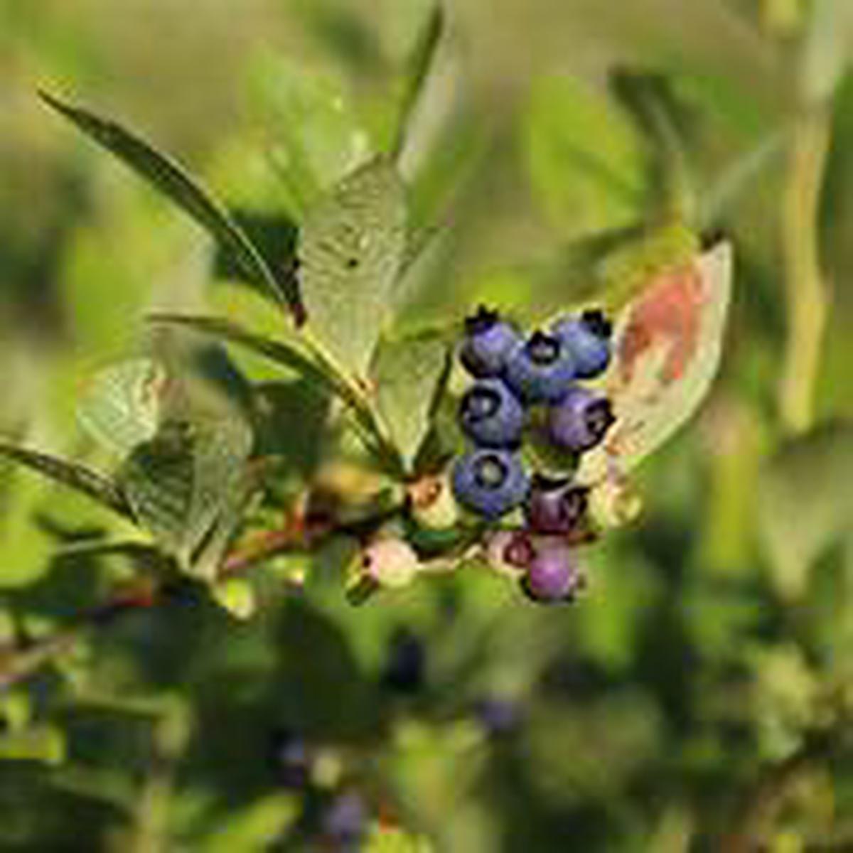 Wild Lowbush Blueberries fruit seeds for planting  Heirloom & Non-GMO seeds for native blueberry shrubs