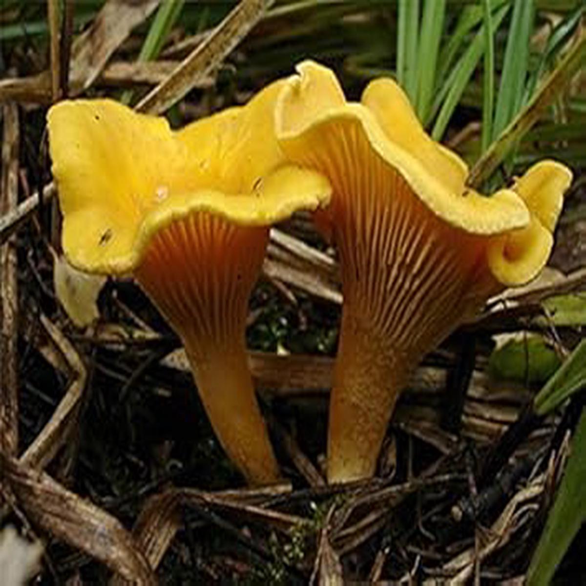 Yellow Chanterelle Mushroom Spores for Planting Heirloom Non-GMO Gourmet Edible Fungi Seeds with High Germination