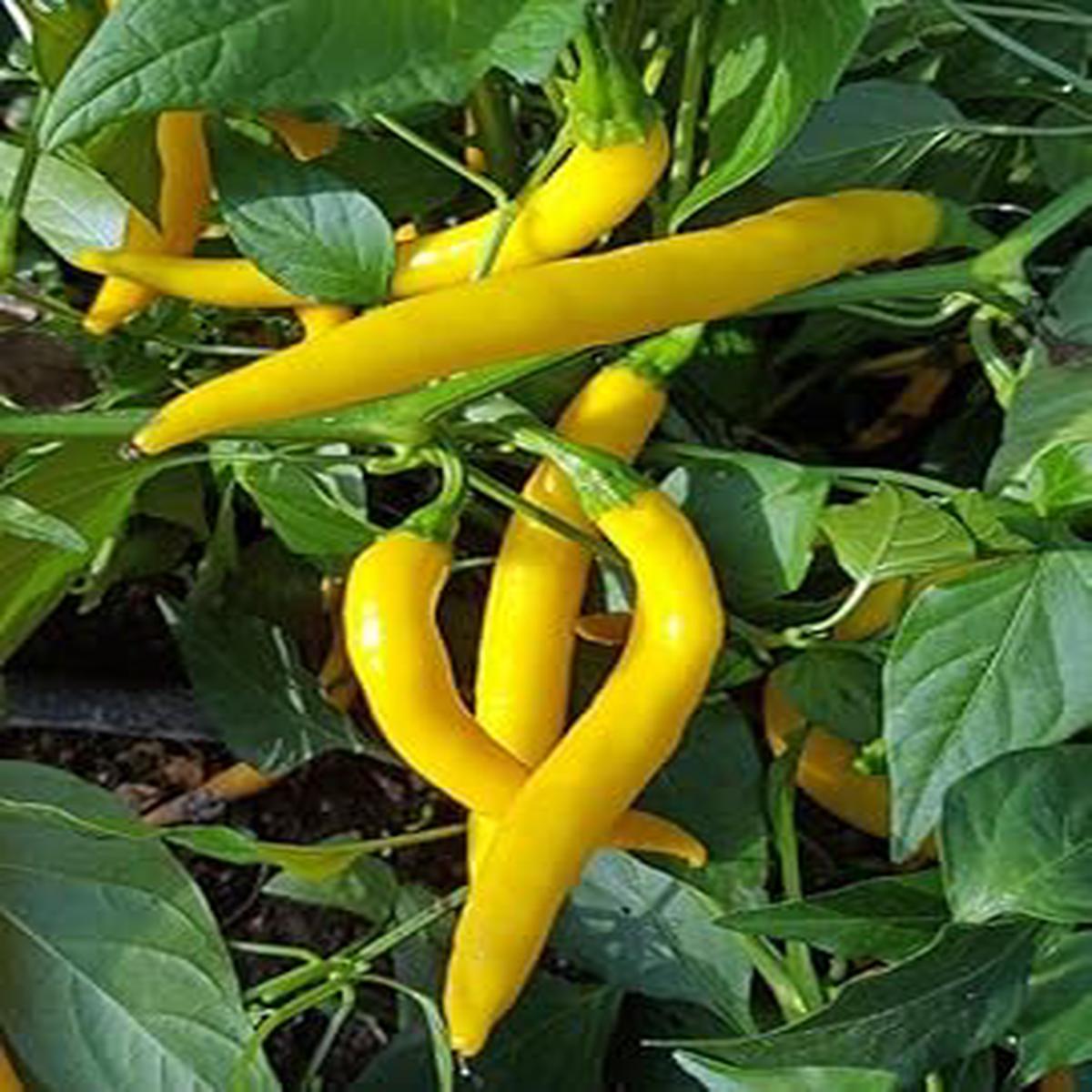 Yellow Chilli Seeds for Planting  Heirloom Non-GMO Spicy Pepper Vegetable Seeds with High Germination for Organic Gardens