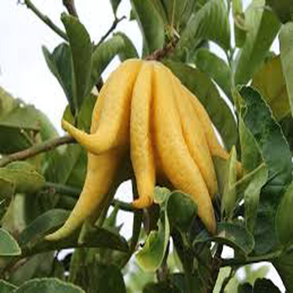 Yellow Finger-Citron fruit seeds for planting - Heirloom & Non-GMO Garden seeds