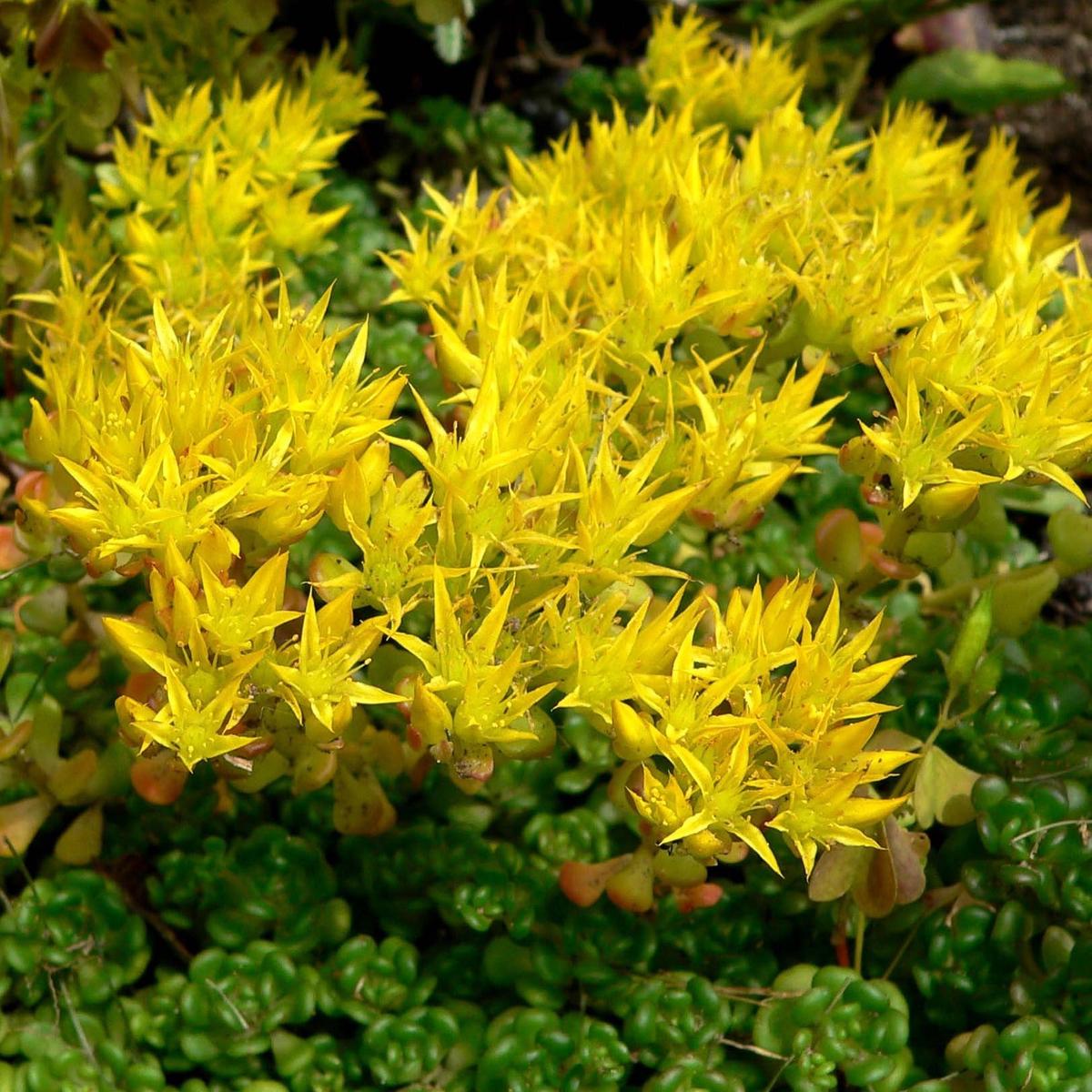 Yellow Sedum Oreganum Flower Seeds for Planting  Heirloom, Non-GMO, High Germination Organic Garden Seeds