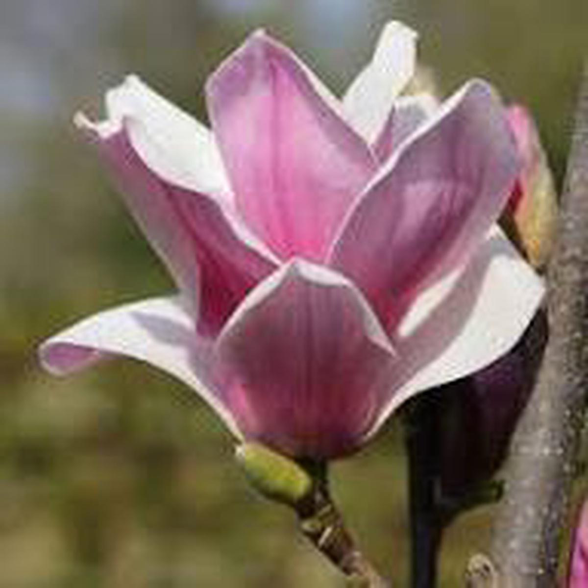 Yulan Magnolia Tulip Flower Seeds for Planting | Heirloom Non-GMO High Germination Garden Seeds