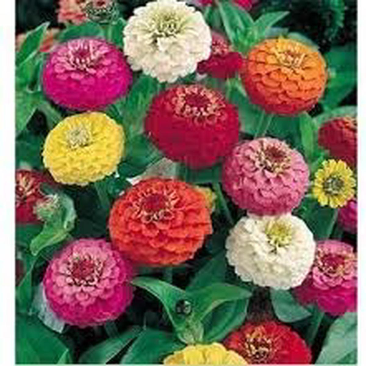 Zinnia Oklahoma Double Bloom Flower Seeds for Planting - Heirloom, Non-GMO, Drought Tolerant Garden Seeds