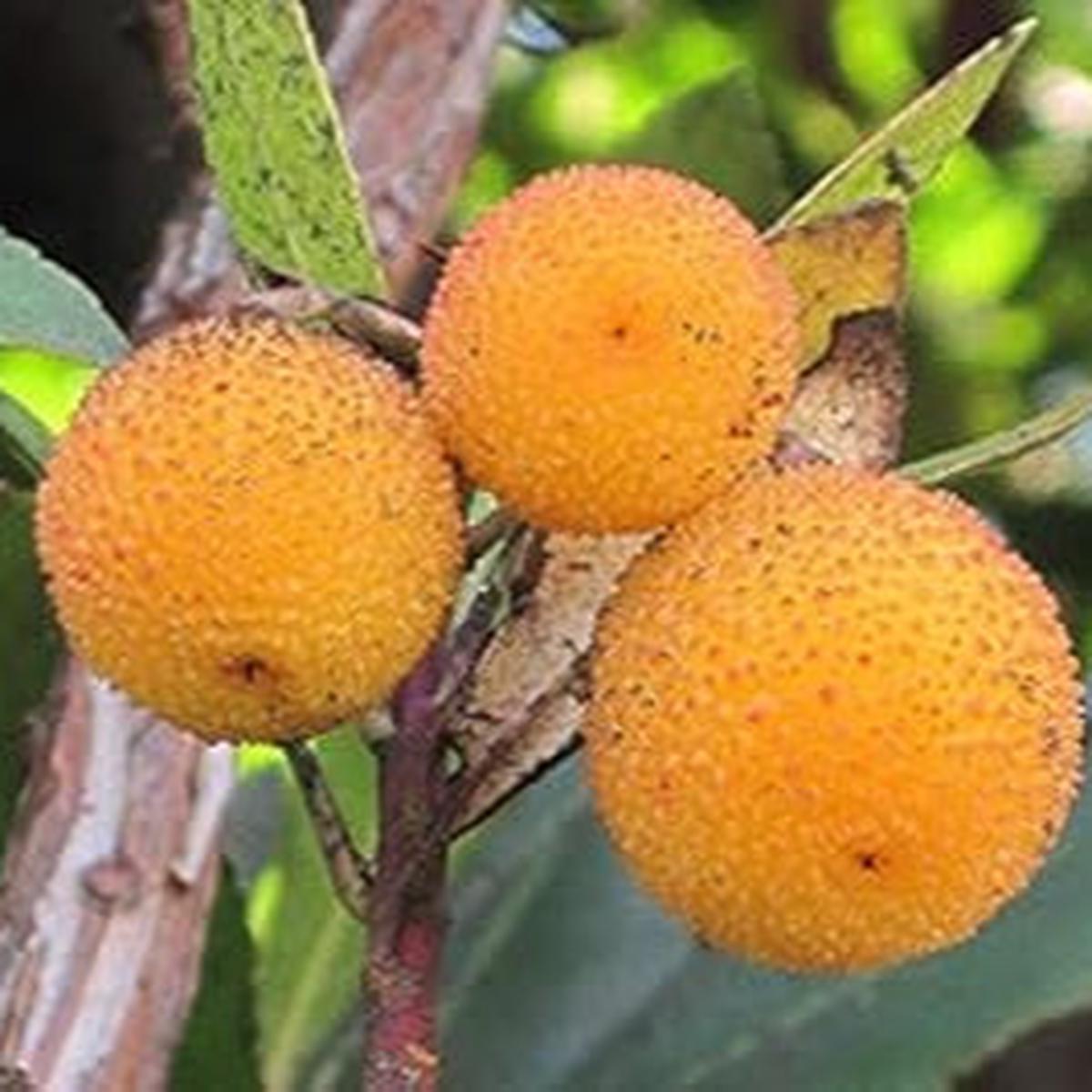 Arbutus fruit seeds for planting - Heirloom & Non-GMO Garden seeds, rare light yellow trees for garden beauty