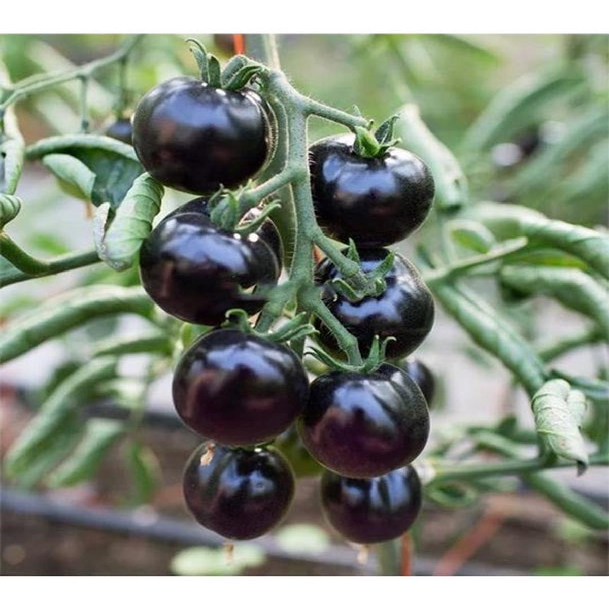 Black Cherry Tomato Seeds for Planting  Heirloom, Non-GMO, Sweet Vegetable Garden Seeds  High Germination