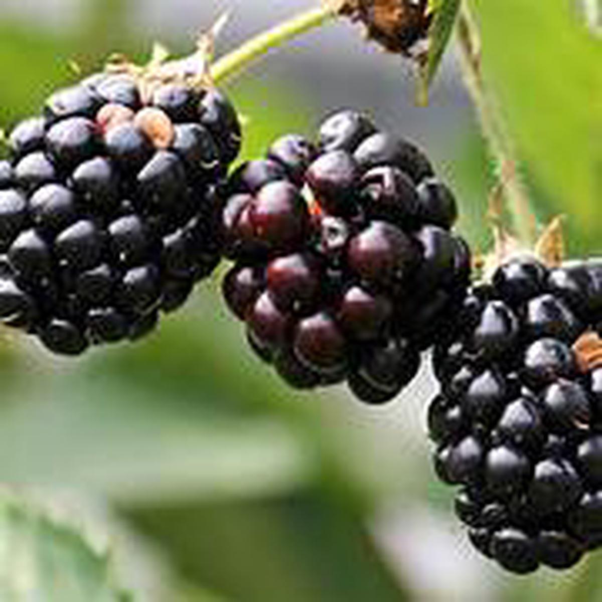 Blackberry fruit seeds for planting - Heirloom & Non-GMO Garden seeds, rich berry crop for home growers