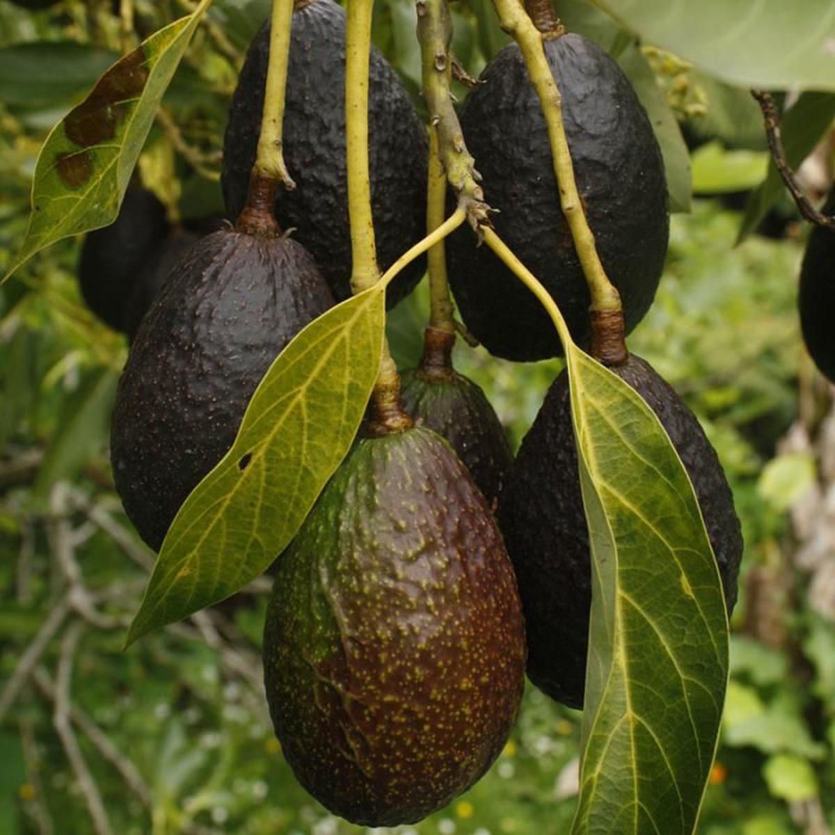 Carmen Hass Avocado Seeds for Planting  Heirloom Non-GMO High Germination Organic Garden Seeds