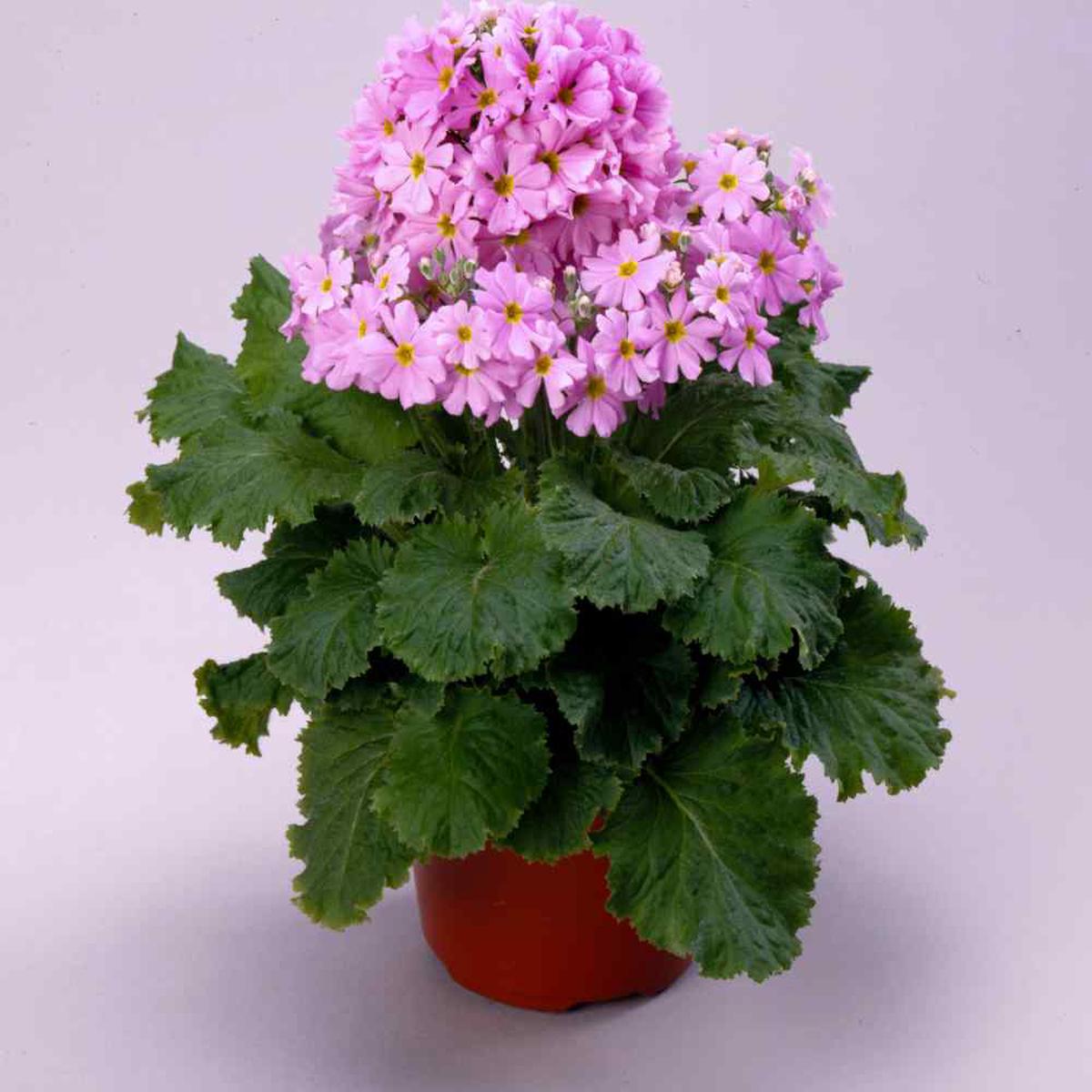 Cream Primula Malacoides Flower Seeds for Planting Heirloom, Non-GMO, Vibrant Colors, High Germination