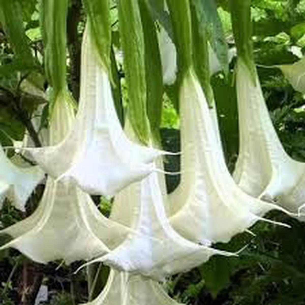 Engelstrompete Flower Seeds for Planting | Heirloom Non-GMO High Germination Organic Garden Seeds