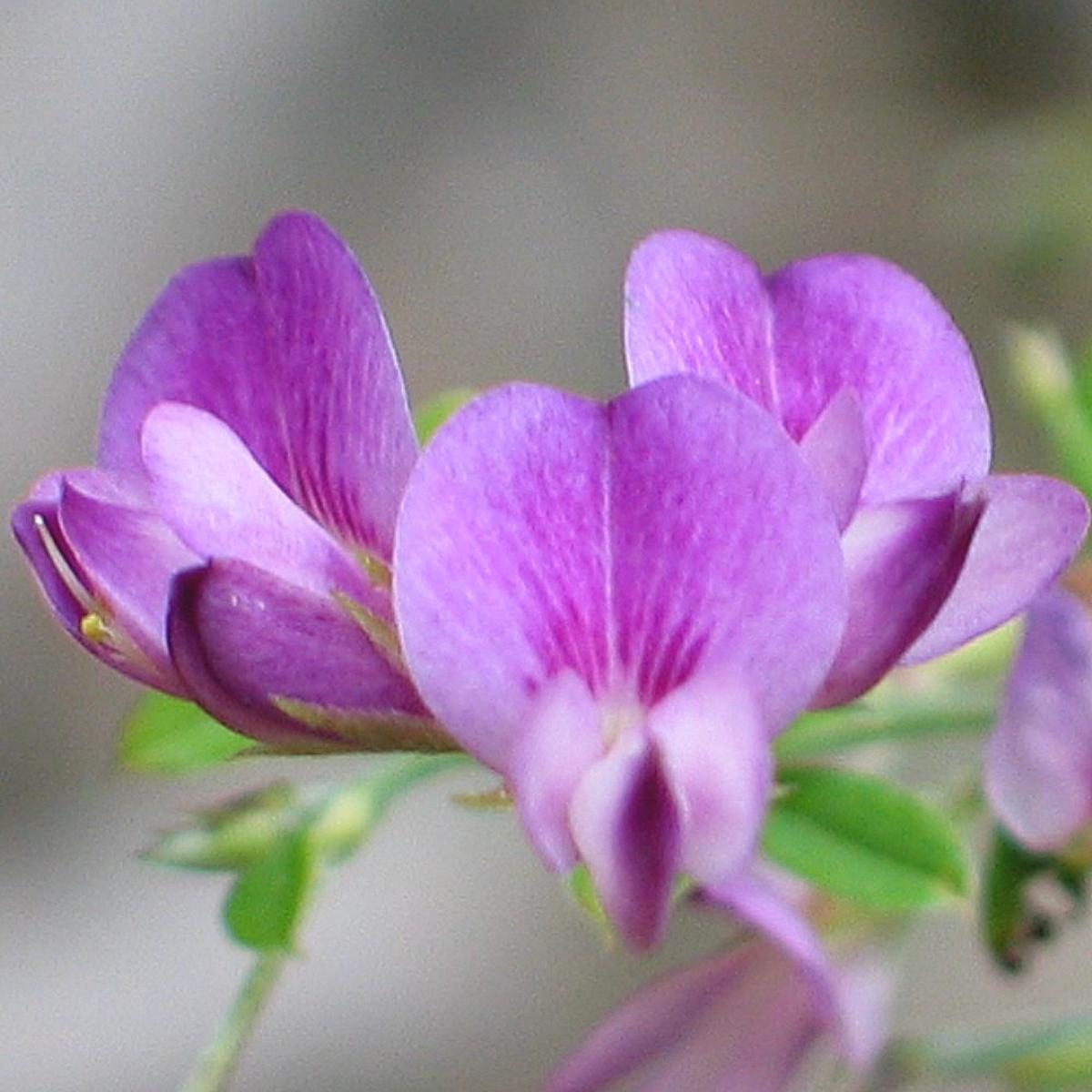 Lespedeza Flower Seeds for Planting Heirloom, Non-GMO, High Germination Cottage Garden Essential