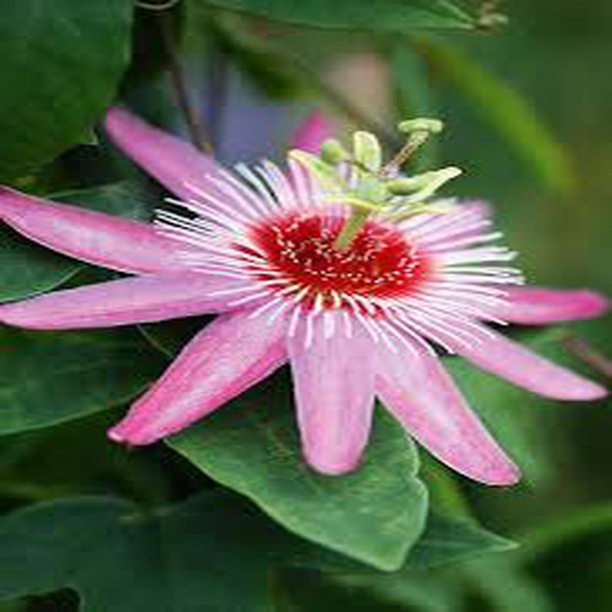 Light Pink White Passiflora Flower Seeds Heirloom, Non-GMO, High Germination Organic Garden Seeds