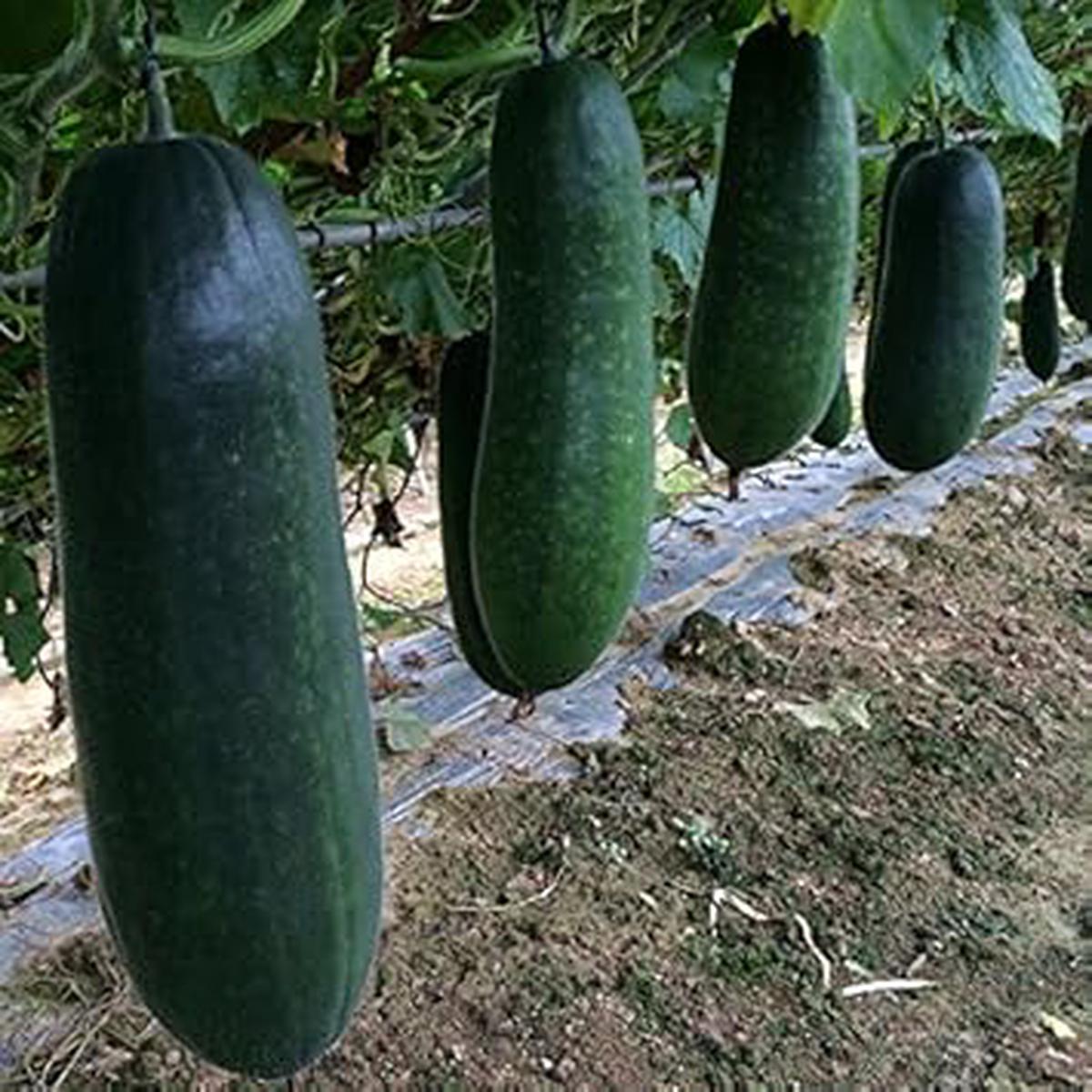 Super Big Winter Melon Seeds for Planting Heirloom & Non-GMO Vegetable Seeds for Giant Fruit Gardens