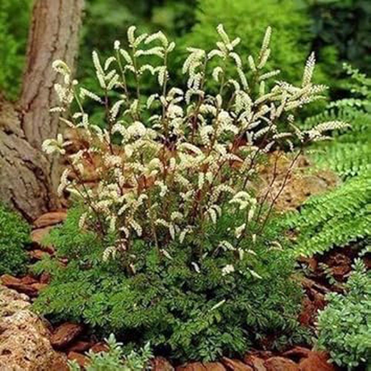 White Aethusifolius Dioicus Herb Seeds Heirloom, Non-GMO Seeds for Year-Round Garden Growth