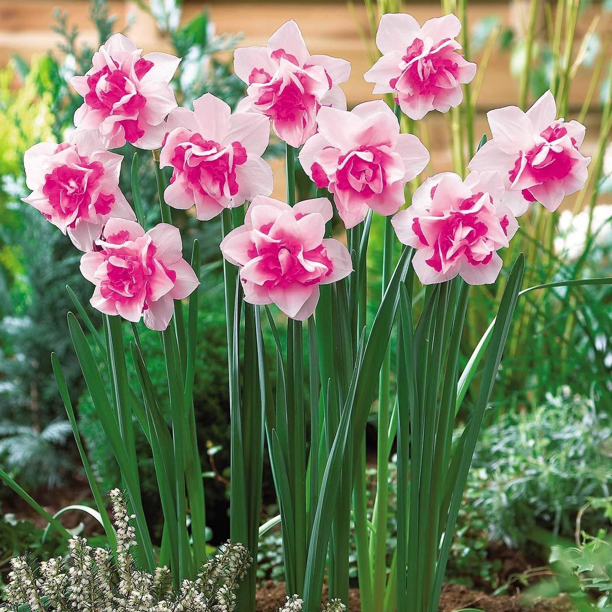 White Double Petals Pink Daffodil Seeds Heirloom Non-GMO Seeds for Planting