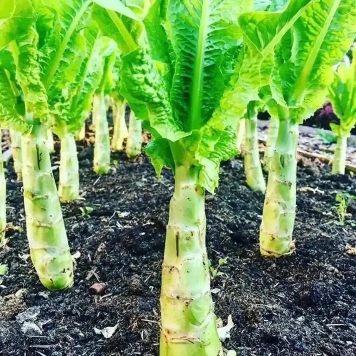 Asparagus Lettuce Celtuce Seeds for Planting  Heirloom, Non-GMO, Crisp Stem Vegetable  High Germination