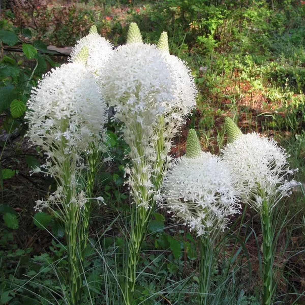 Bear Grass (Xerophyllum Tenax) Flower Seeds for Planting Bright Blooms, Heirloom, Non-GMO, High Germination