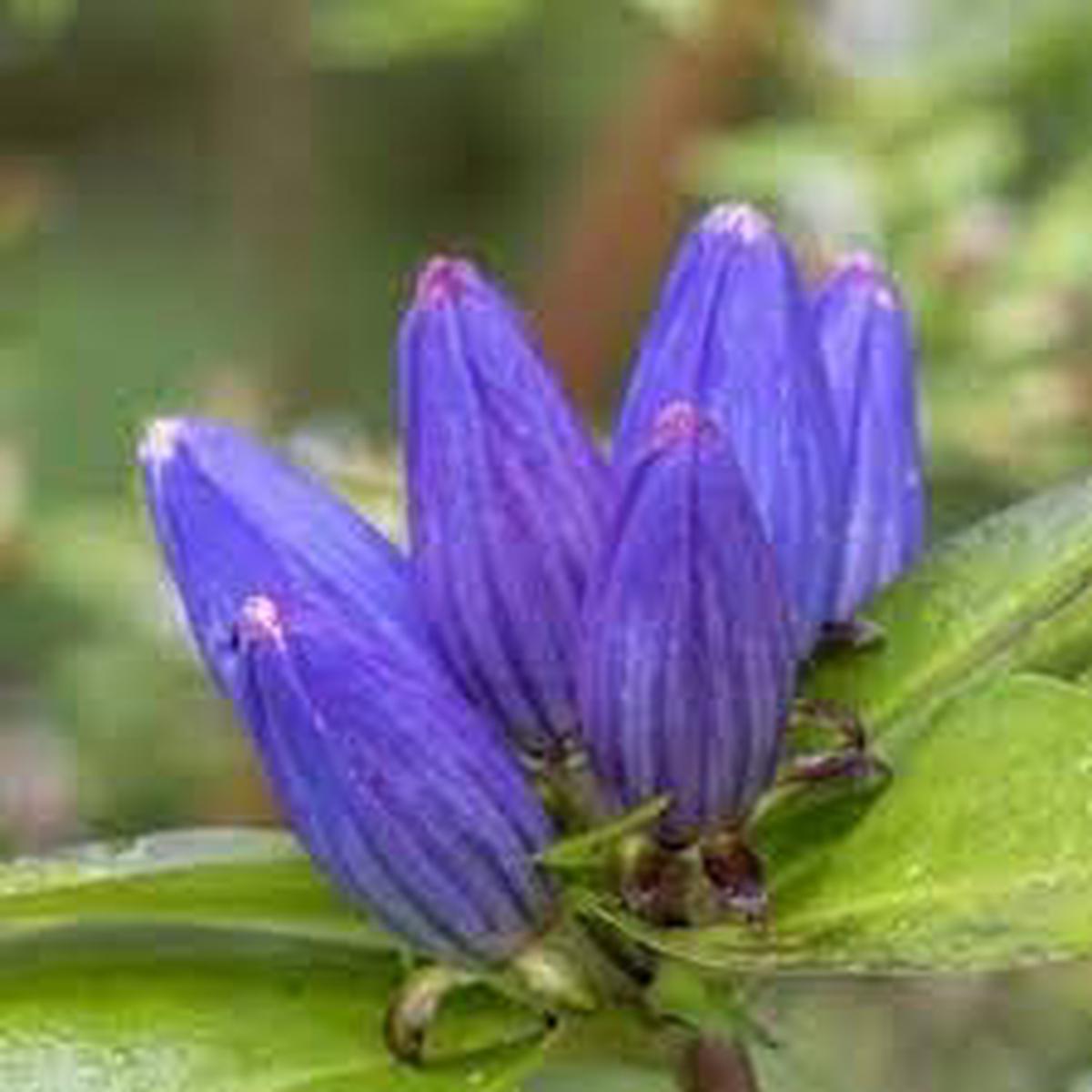 Gentiana Flower Seeds for Planting Easy to Grow, Heirloom Non-GMO High Germination Organic Garden Seeds