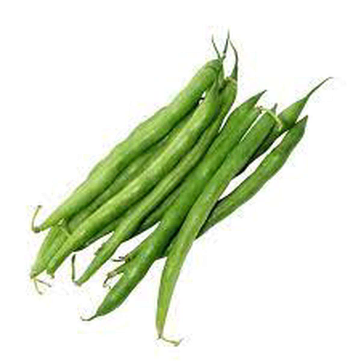 Green Lake Bean Vegetable Seeds for Planting Heirloom & Non-GMO Garden Seeds for Productive Harvests