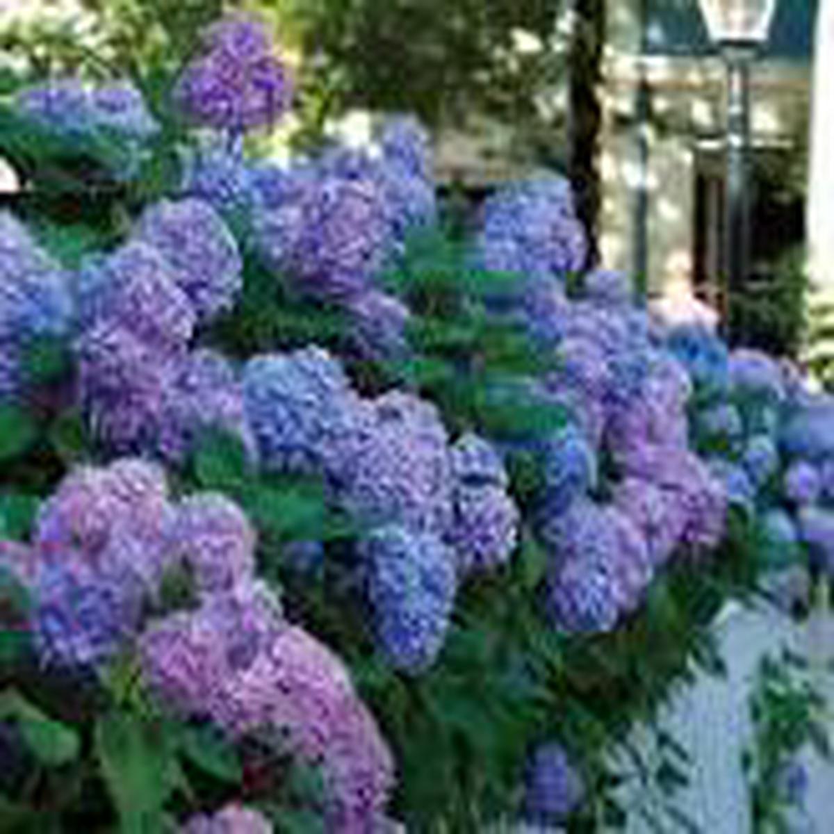 Hydrangea Flower Seeds for Planting Compact Growth, Heirloom, Non-GMO & Organic Garden Seeds