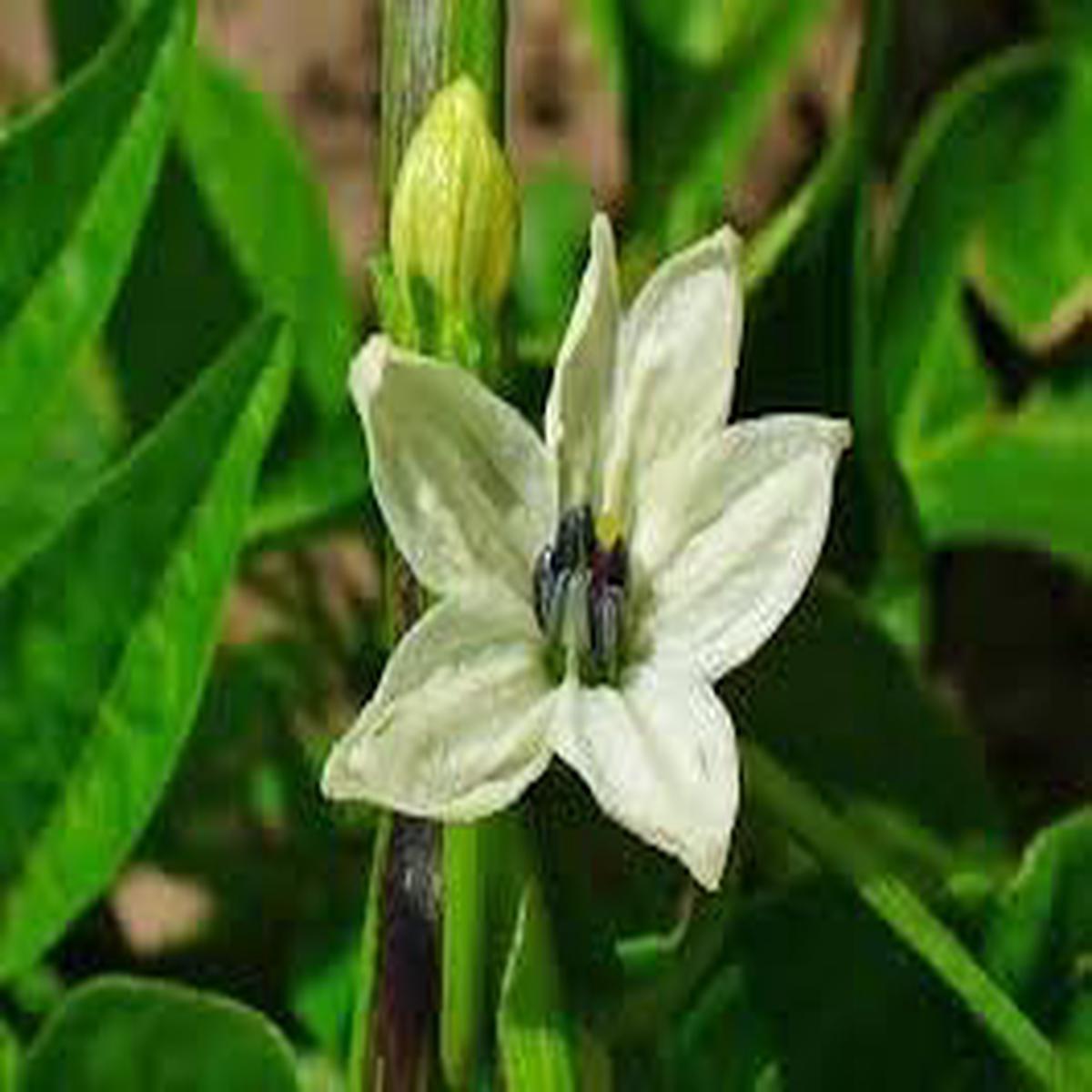 Jalapeo Flower Seeds Heirloom, Non-GMO, High Germination Organic Garden Seeds