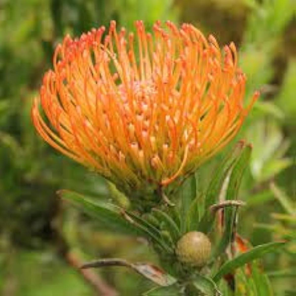 Leucospermum Flower Seeds for Planting  Vibrant Pincushion Protea Blooms