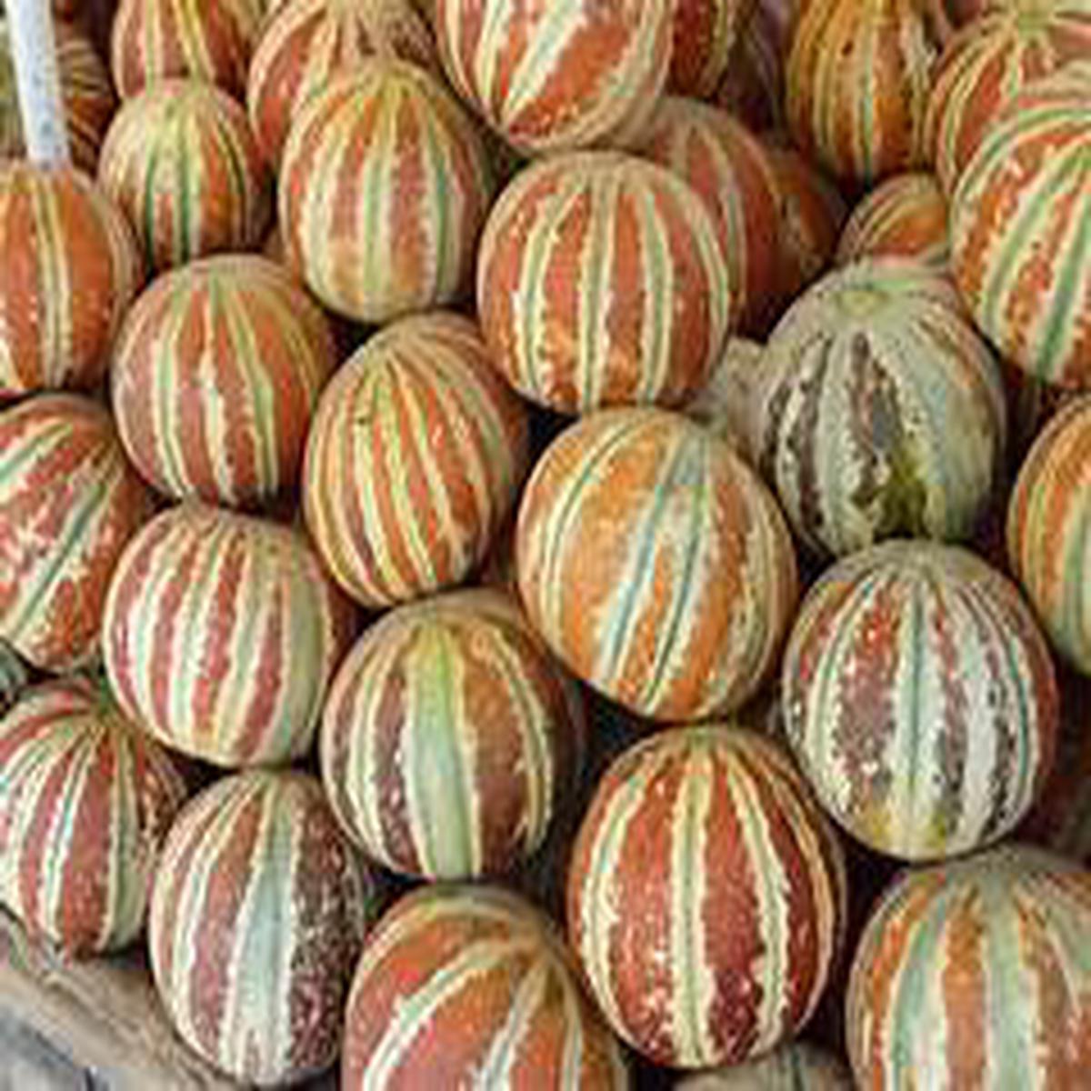 Mixed Kajari Melon fruit seeds for planting - Heirloom & Non-GMO Garden seeds