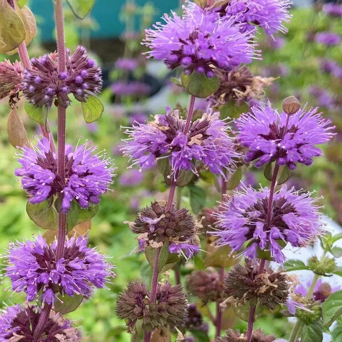 Purple Pulegium Flower Seeds for Planting Heirloom Non-GMO, High Germination Organic Garden Seeds