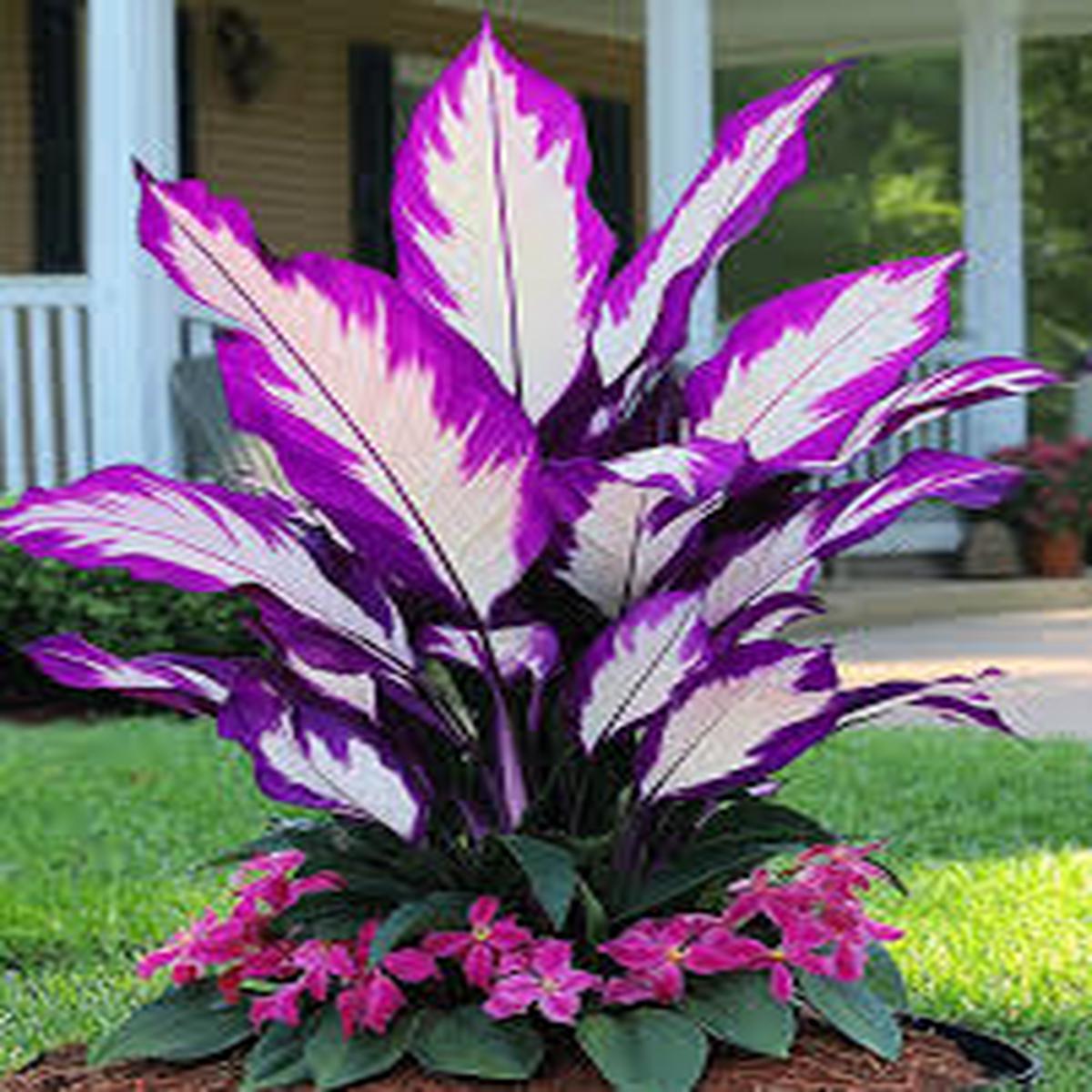 Purple White Calathea Warscewiczii Flower Seeds for Planting Heirloom Non-GMO Organic Garden Seeds