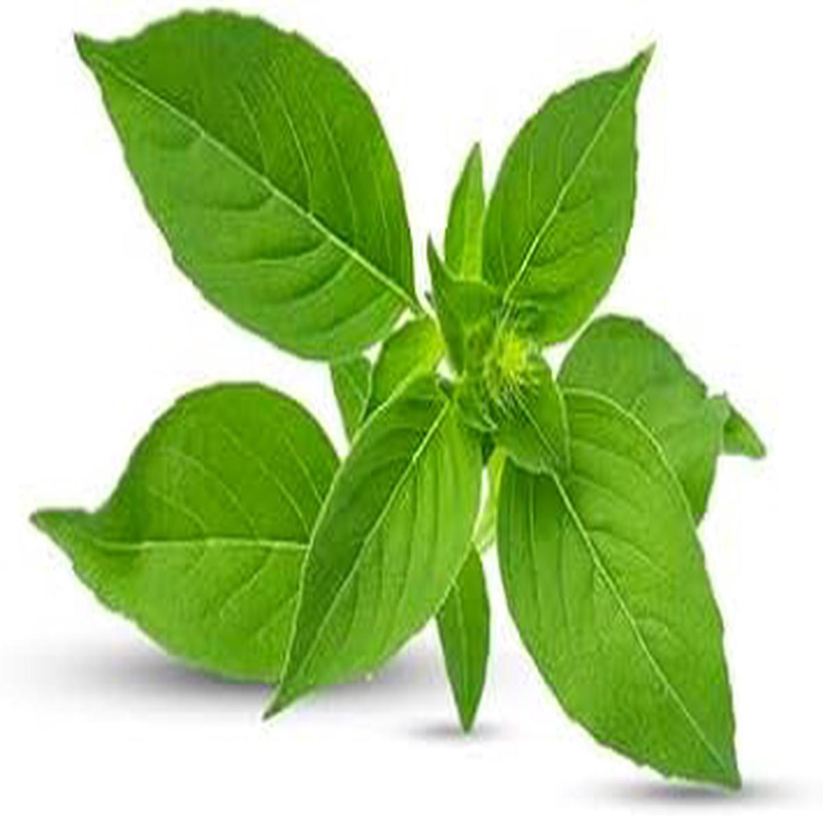 Thai Basil Herb Seeds Heirloom, Non-GMO Seeds for High Productivity Garden Planting