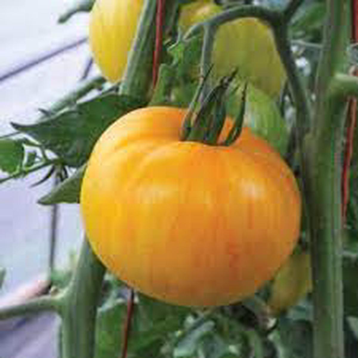 Yellow Pork Chop Tomato Seeds for Planting Heirloom & Non-GMO Sweet and Vibrant Culinary Variety