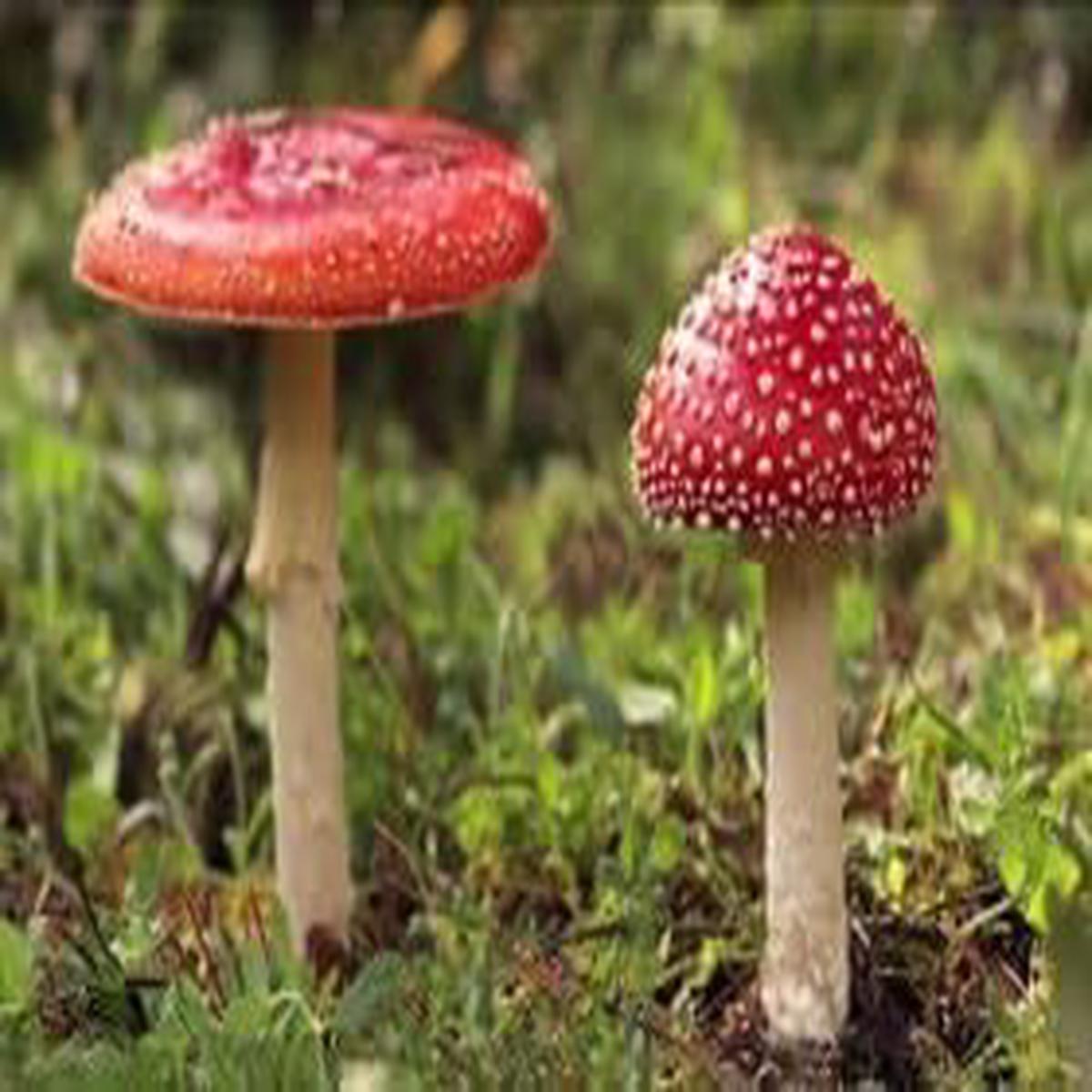 Burgundy Mushroom Seeds for Planting Heirloom, Non-GMO, High Germination, Elegant Fungi for Unique Gourmet Dishes