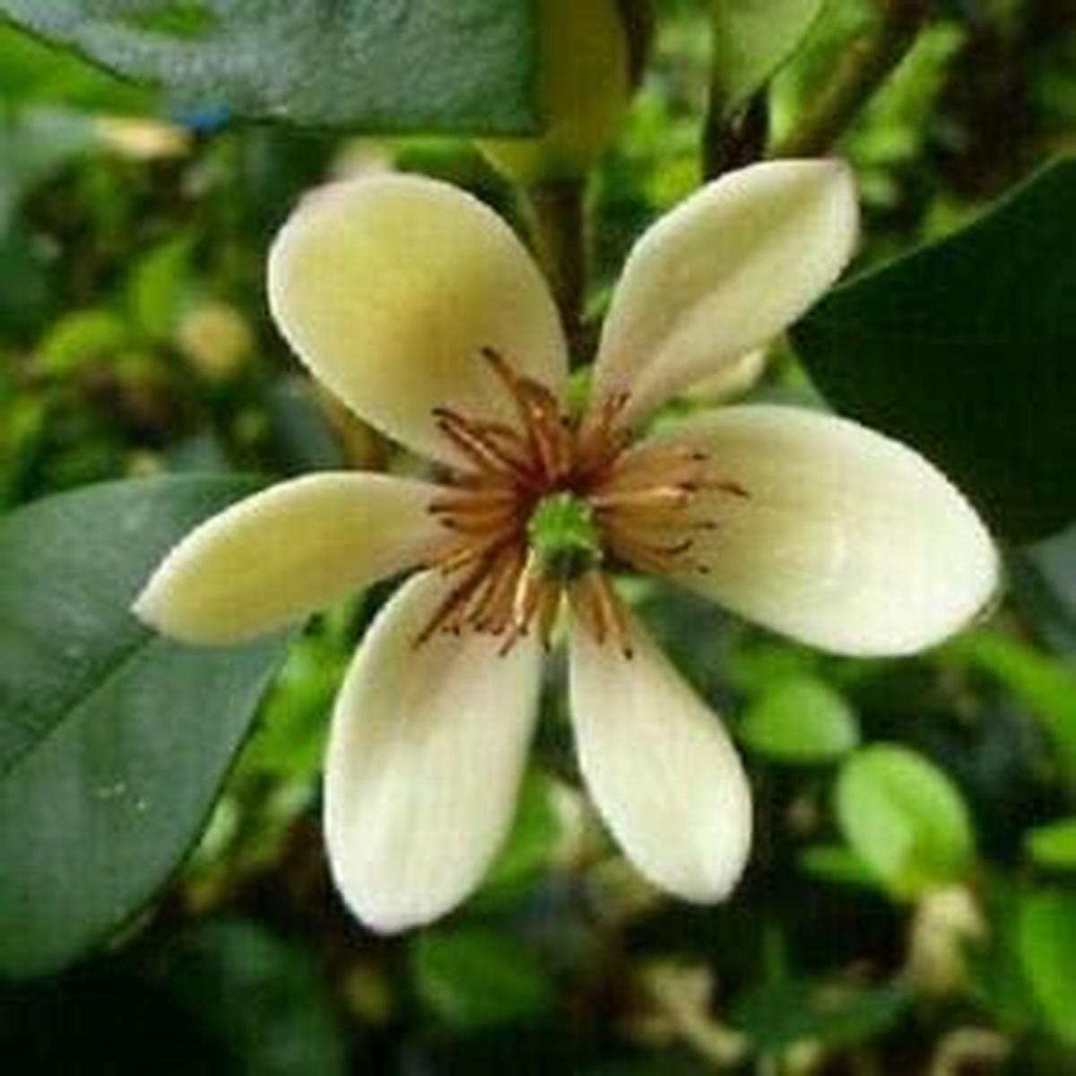 Cream Michelia Flower Seeds for Planting Fragrant Blooming Garden Plant