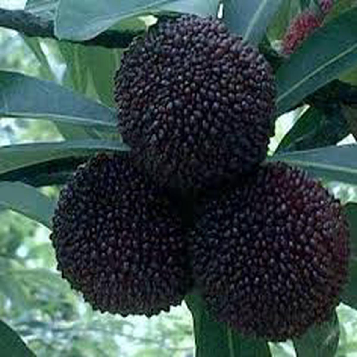 Dark Brown Arbutus Fruit Seeds for Planting heirloom non-gmo home garden seeds