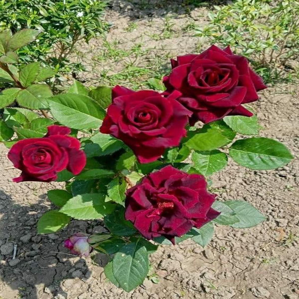 Dark Red Ruby Rose Flower Seeds for Planting Heirloom, Non-GMO, High Germination Seasonal Bloomer