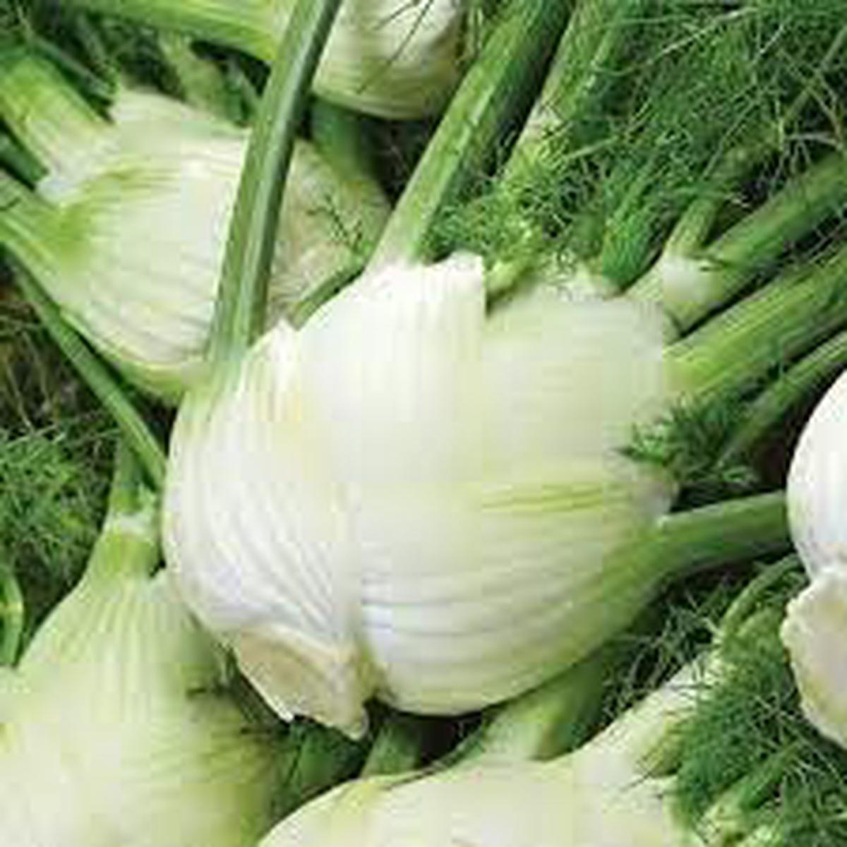 Florence Fennel Seeds for Planting Heirloom & Non-GMO Bulbing Herb for Culinary & Medicinal Gardens