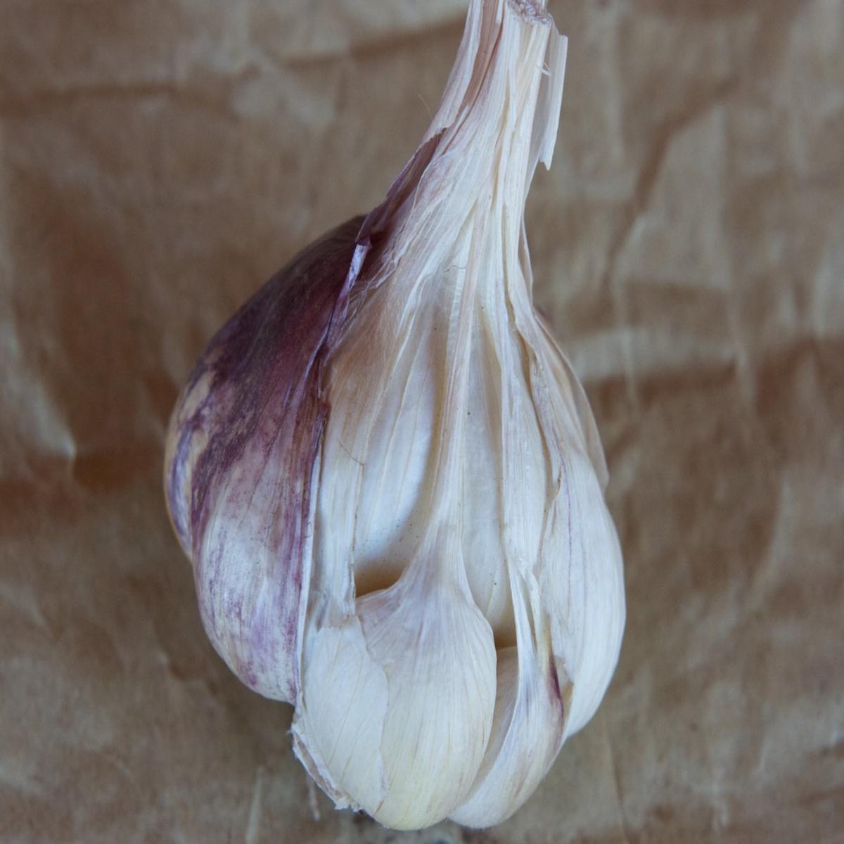 Garlic Softneck Bulbs for Planting  High Yield, Non-GMO, Cold-Hardy Organic Garden Seeds