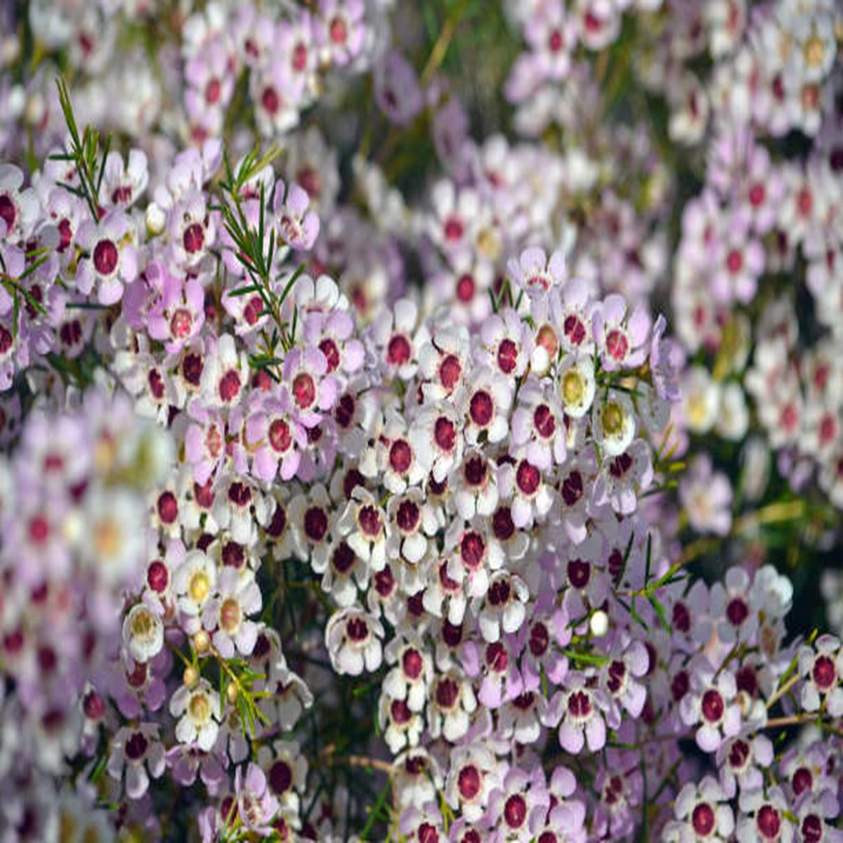 Geraldton Wax Flower Seeds for Planting Exotic Evergreen Blooms