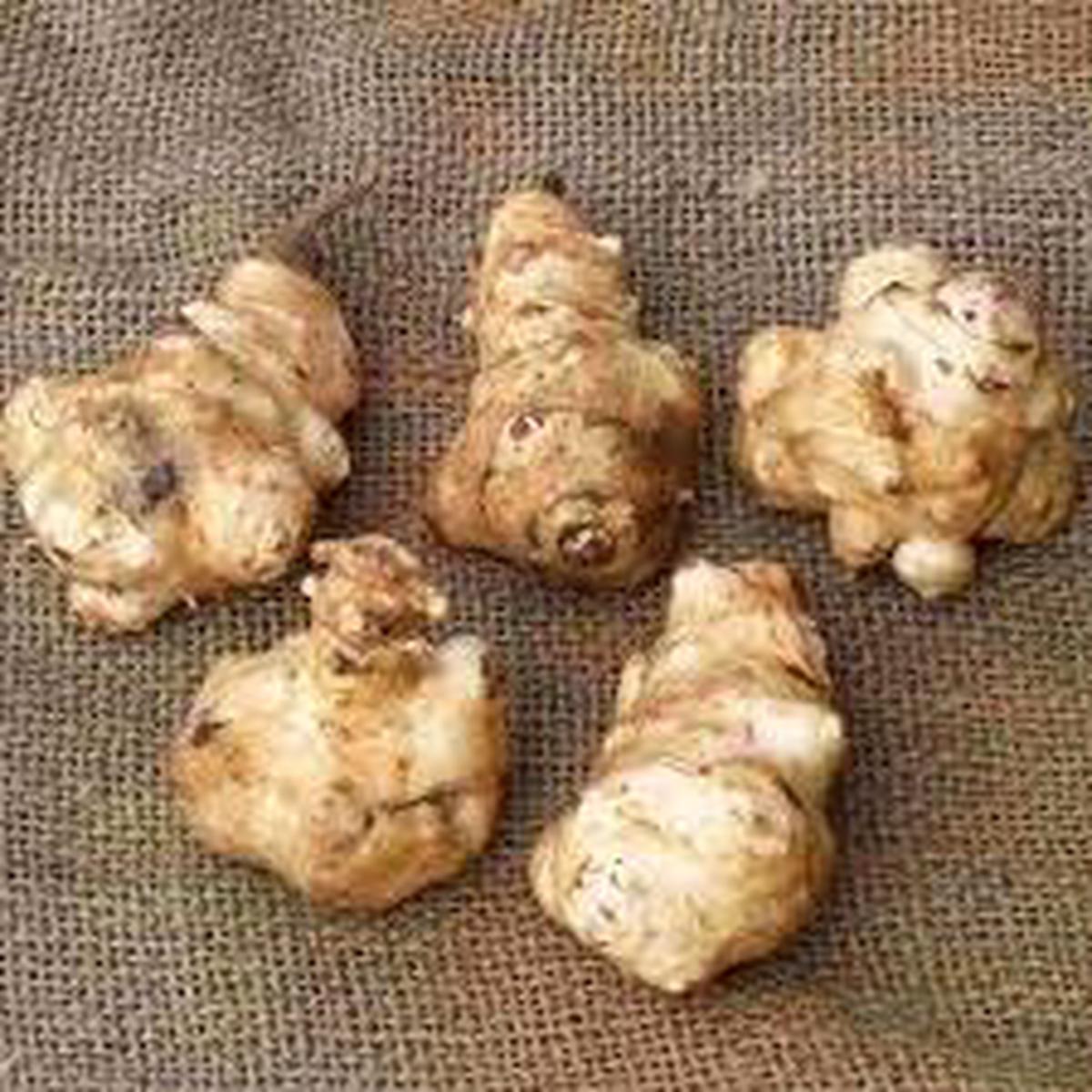 Jerusalem Artichoke Seeds for Planting Heirloom & Non-GMO Seeds for Nutritious Fall Root Crops