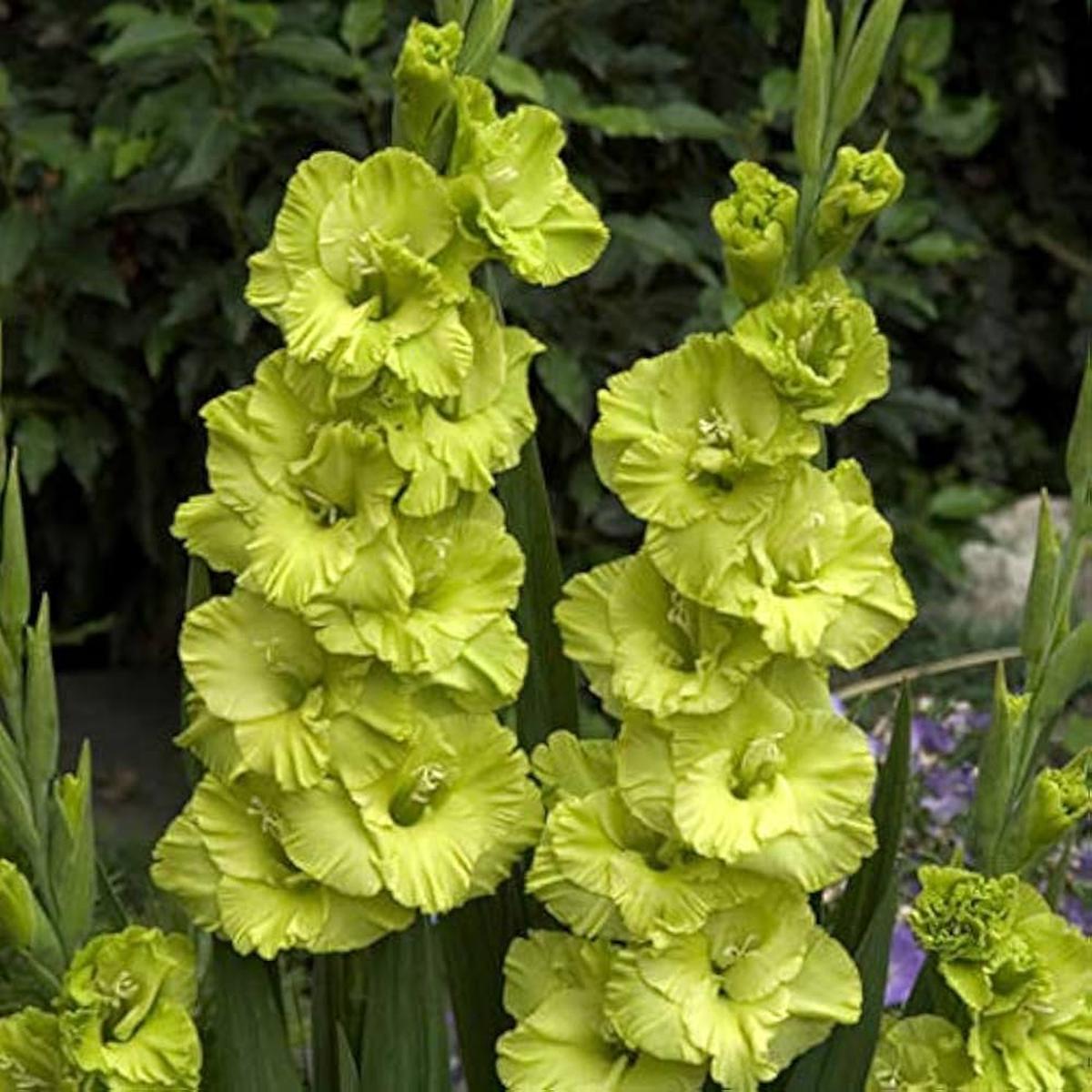 Light Green Gladiolus Flower Seeds for Planting Heirloom, Non-GMO, Premium Quality, High Germination