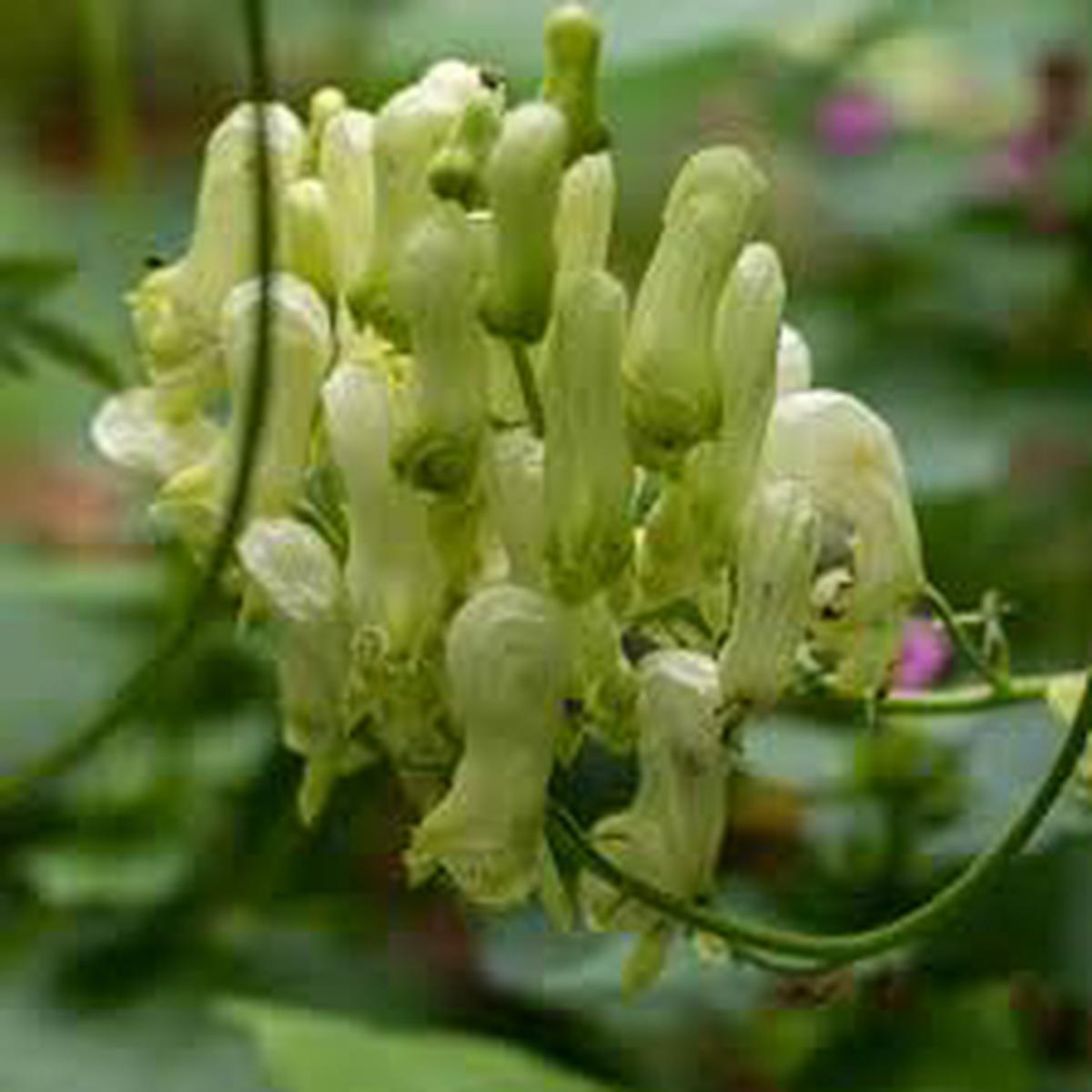 Lycoctonum Flower Seeds for Planting Drought Tolerant, Heirloom & Non-GMO Seeds