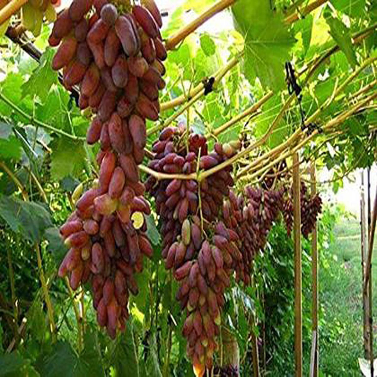 Manicure Finger Grape Fruit Seeds Heirloom, Non-GMO Seeds for Small Compact Garden Planting